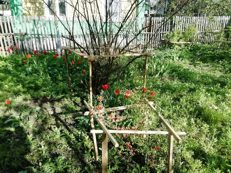 Дачник удачник: высаживаем клубнику, боремся с муравьями. Советы ...