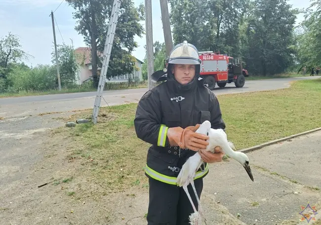 Климовичские работники МЧС спасли застрявшего на столбе аиста