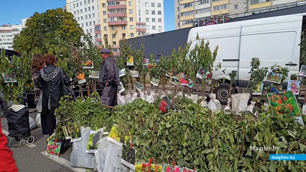 Сельскохозяйственная ярмарка в Бобруйске. 17.09.2022 г.