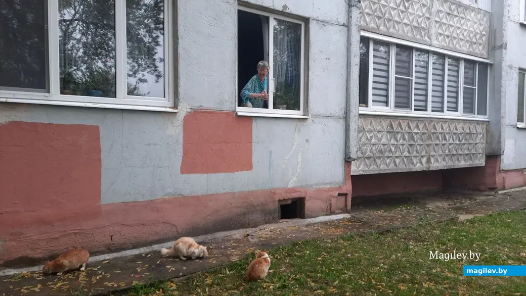6.10.2022 г. Могилев, пр. Мира. Коты знают, что к окну на первом этаже девятиэтажки надо подходить строго по времени
