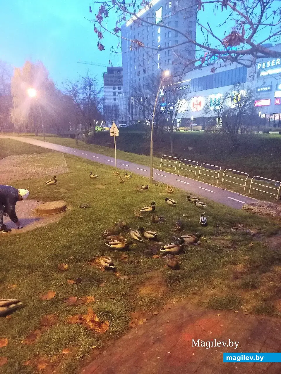 04.11.2022, Белосток. Местные утки ведут себя так же уверенно как наши голуби.