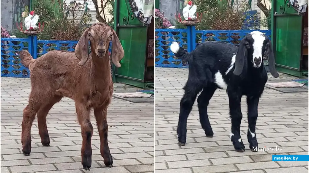 Машка и Дашка.