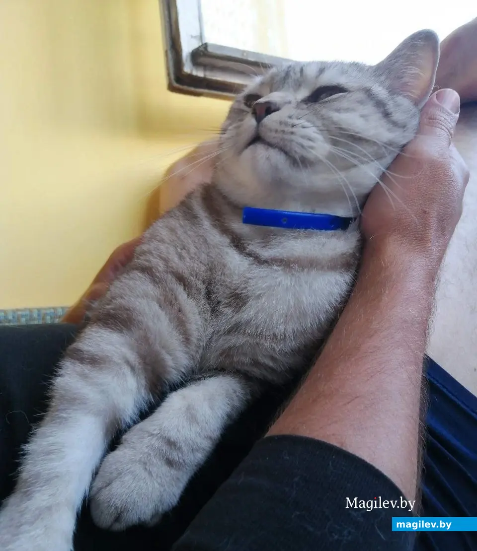 Мои коты – еще минус 55 руб. из бюджета...