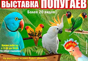 Яркое оперение и говорящий Кроша: выставка экзотических попугаев с 24 февраля работает в Могилеве