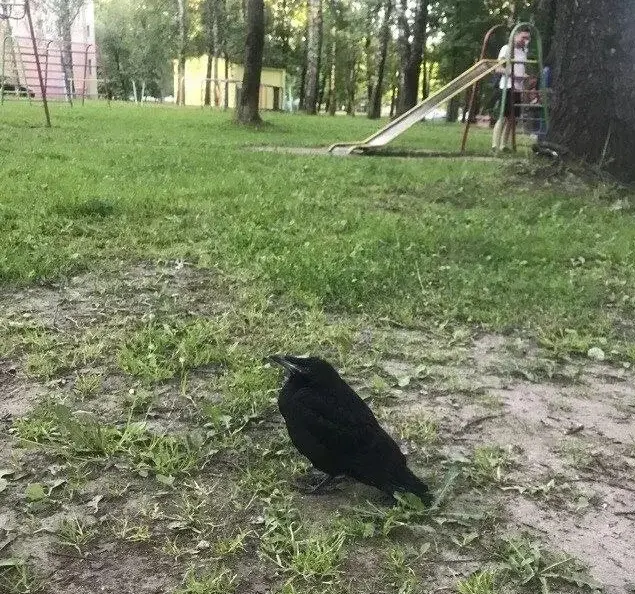 Слеток грача.