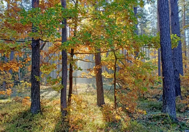 Во всех районах Могилевской области введены запреты и ограничения на посещение лесов