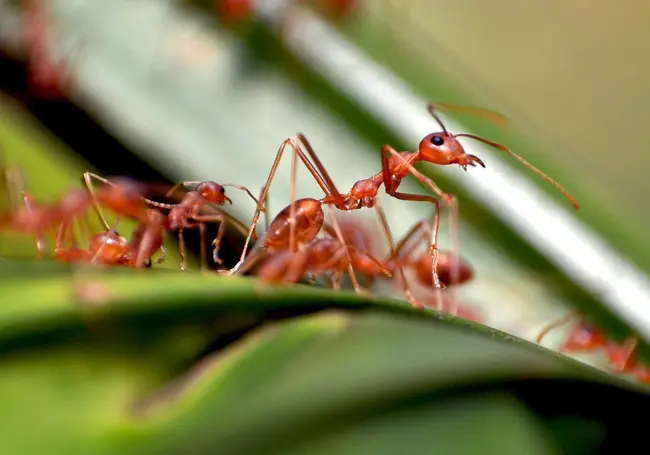Guardian: Европе грозит опасность из-за красных муравьев