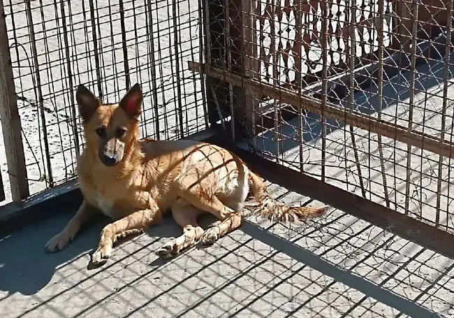 Пять собак в пункте временного содержания и  последующего умерщвления: кто ищет хозяина в Могилеве
