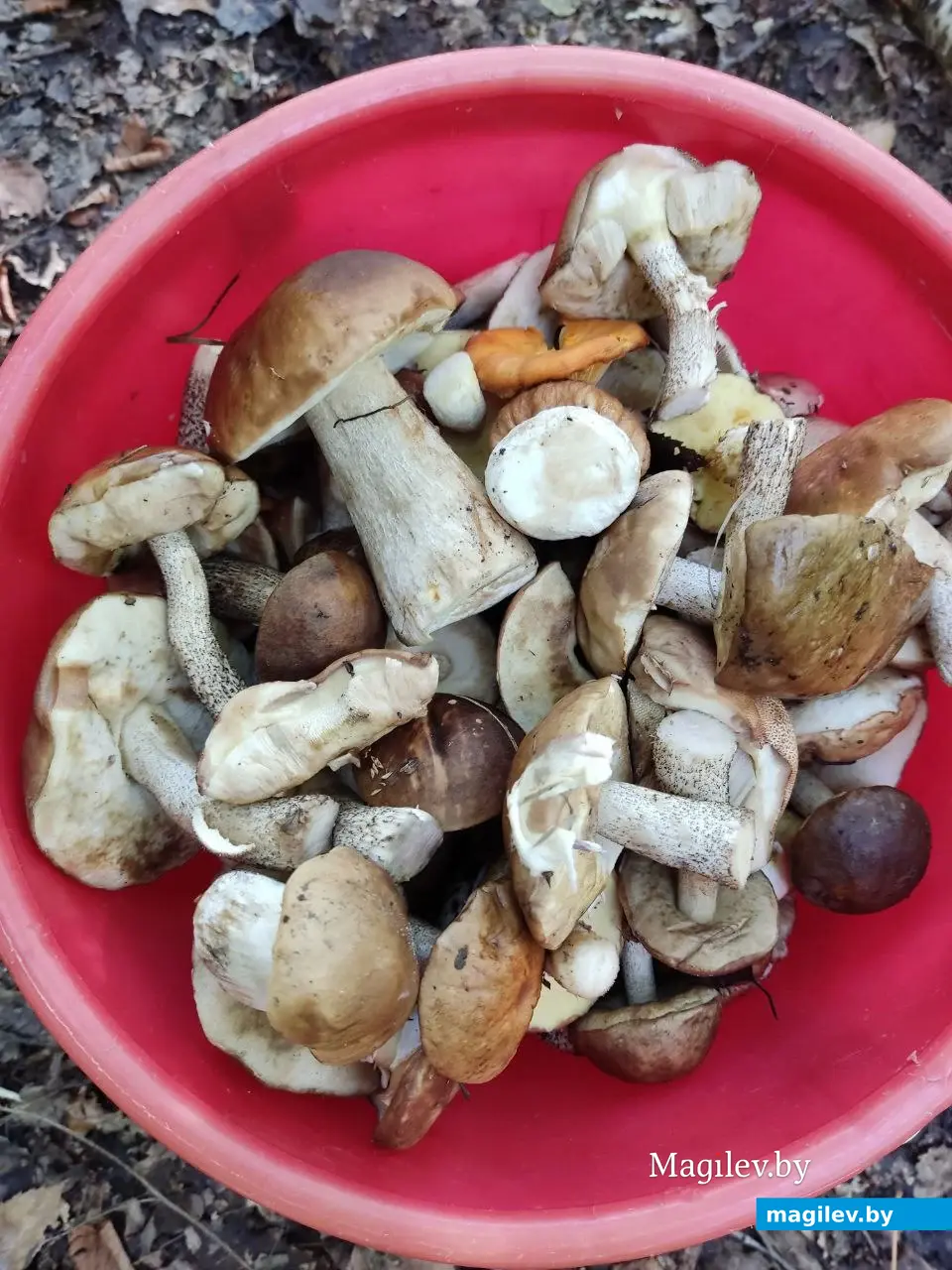 Грибной сентябрь на Могилевщине, 2023 год.