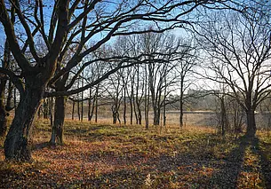 Облачно с прояснениями, без осадков: какой будет погода в Могилеве в среду, 19 ноября