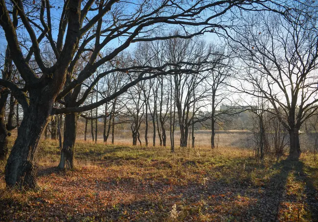 Облачно с прояснениями, без осадков: какой будет погода в Могилеве в среду, 19 ноября