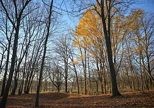 Мокрый снег и северные ветры: прогноз погоды в Беларуси на неделю с 17 по 23 ноября