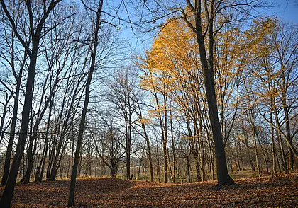 Мокрый снег и северные ветры: прогноз погоды в Беларуси на неделю с 17 по 23 ноября