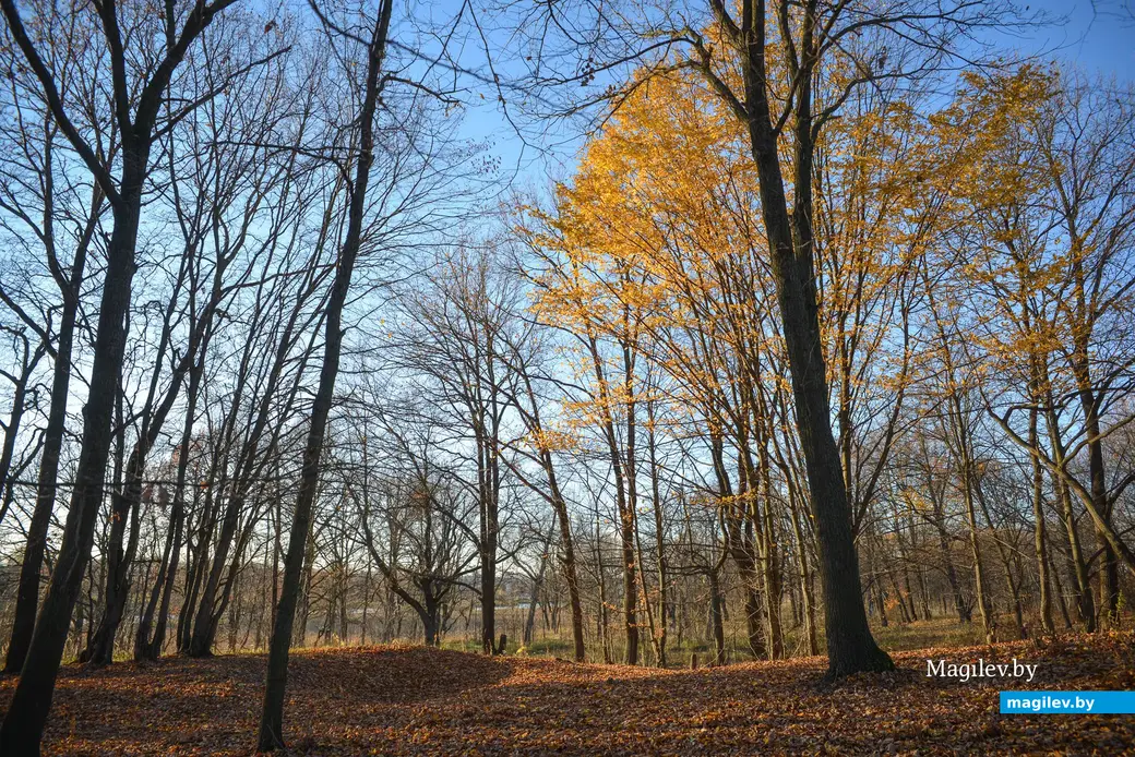 Поздняя осень. Фото: Александр Чугуев.