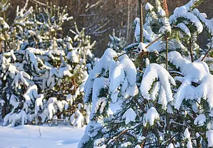Гололедица и до минус 14: погода в Могилеве 14 января