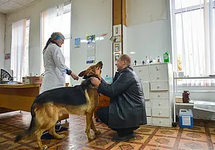 Эвтаназия питомца – об этом говорить больно, но иногда необходимо