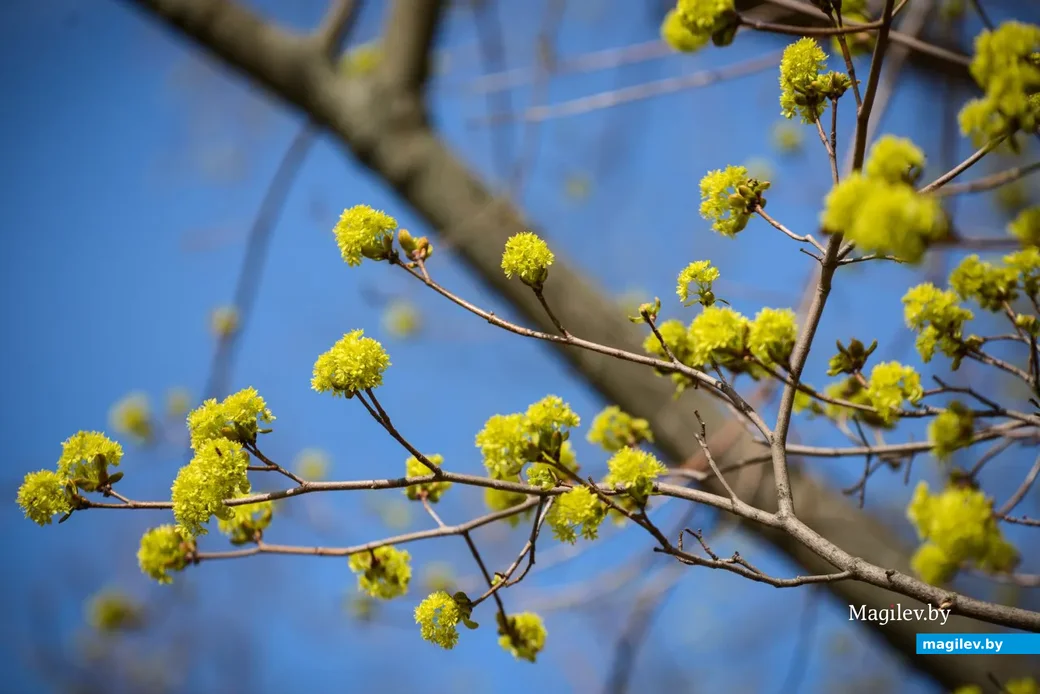 Цвета апреля. Фото: Александр Чугуев.