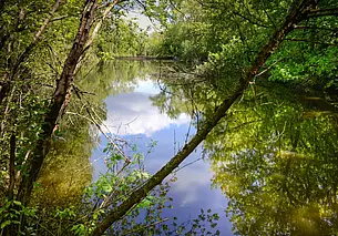 Запрет на лов щуки введен в Могилевской области с 1 марта