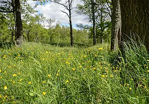 Во всех белорусских лесах сняты ограничения на посещения