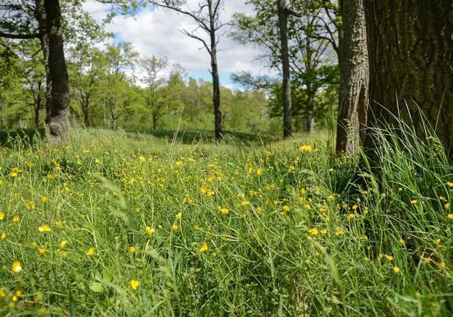 Во всех белорусских лесах сняты ограничения на посещения