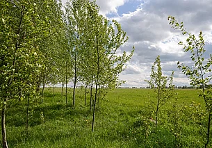 Порывы ветра местами до 24 м/с: о погоде в Могилеве и области 27 апреля