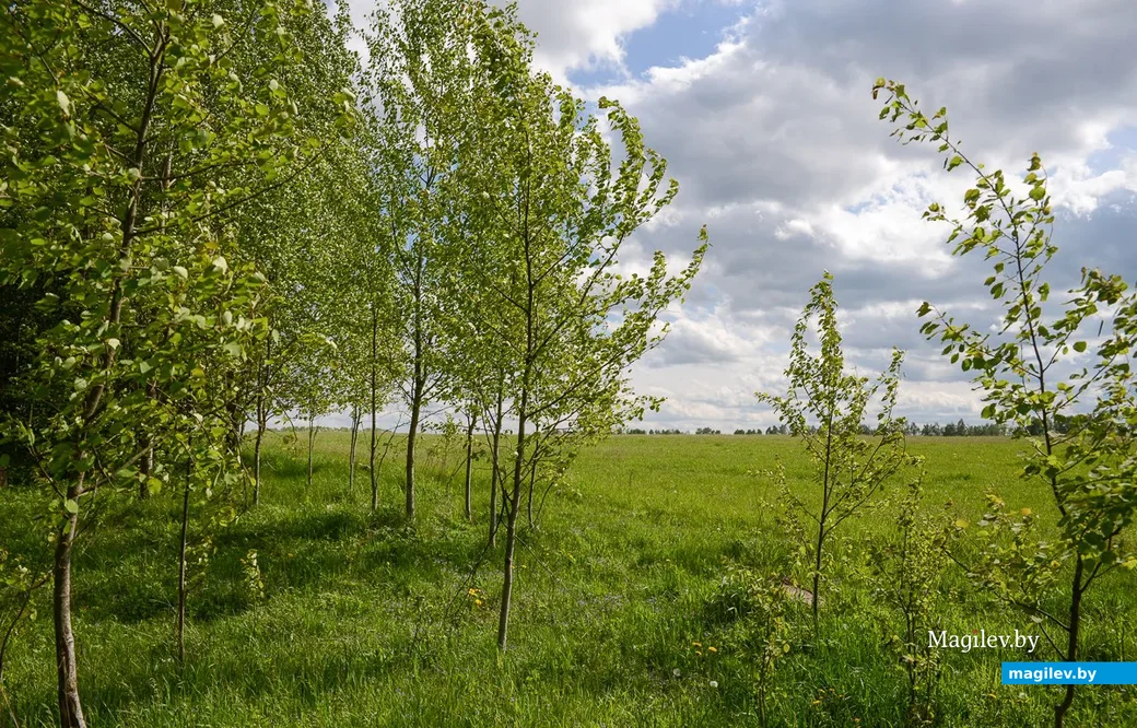 Окрестности деревни Свислочь Осиповичского района. Фото: Александр Чугуев.