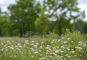 Идет майское тепло с грозовыми дождями. Прогноз погоды на неделю