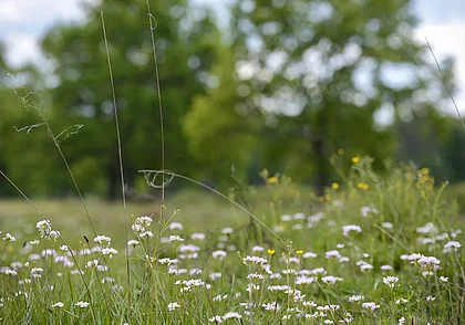 Идет майское тепло с грозовыми дождями. Прогноз погоды на неделю