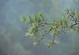 Временами дожди: о погоде в Могилеве и области 17 апреля