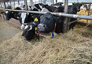 В Беларуси построят специализированные комплексы по выращиванию бычков