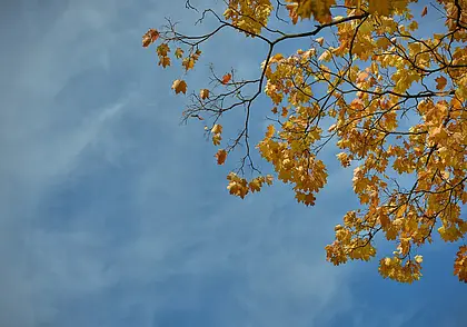 Заморосят осенние дожди. О погоде в Беларуси с 6 по 12 октября