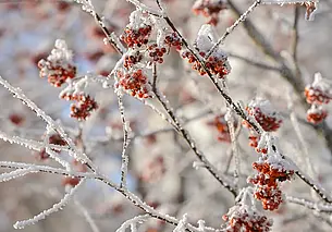 Облачно и до +2°С: какой будет погода в Могилеве во вторник, 2 декабря