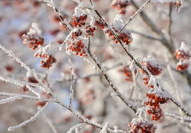 Облачно и до +2°С: какой будет погода в Могилеве во вторник, 2 декабря