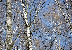 Весна движется с опережением графика: прогноз погоды на неделю с 23 по 29 марта