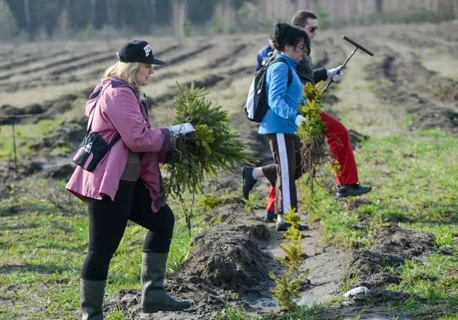 Хочешь посадить в лесу свое дерево? С 16 марта такая возможность будет у каждого