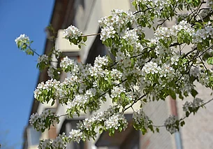 Небольшие осадки и до +15°С: о погоде в Могилеве и области 25 апреля