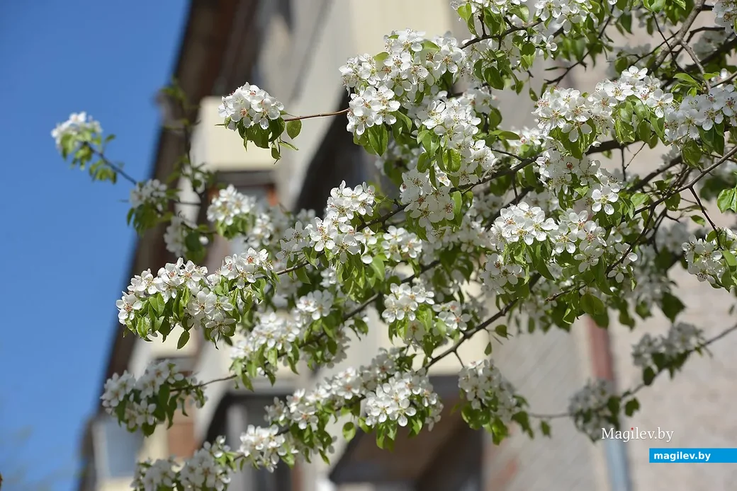  Цветущая груша. Фото: Александр Чугуев.