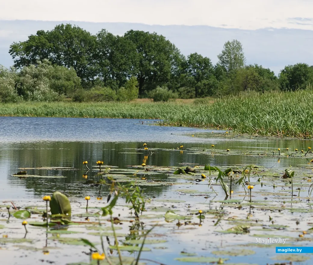Водоплавающие птицы на Березине. Озеро Липовое. Фото: Александр Чугуев.