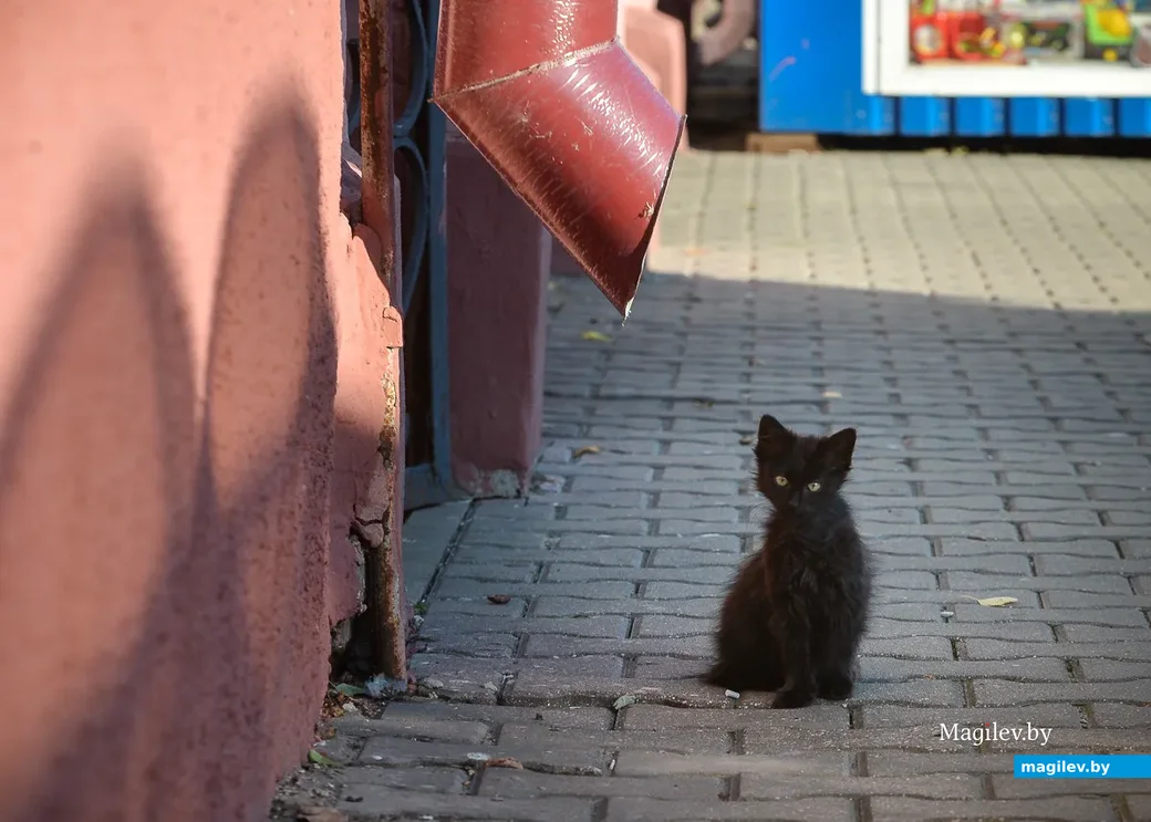  Бобруйск. Последний летний день в городе. «А покушать у вас ничего не найдется?»