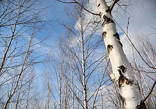 27 марта в Могилеве будет облачно с прояснениями