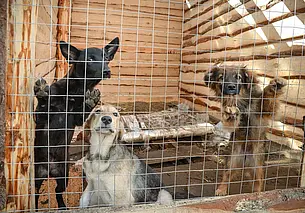 «Нам просто не выжить». Бобруйский приют для животных просит о помощи