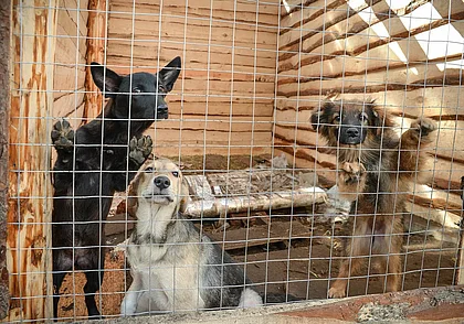 «Нам просто не выжить». Бобруйский приют для животных просит о помощи