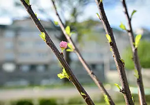 В Могилеве высадят аллею поколений к 105-летию ВЛКСМ