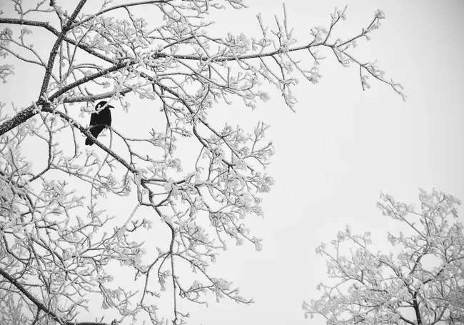 Без осадков и до 6 градусов мороза: какой будет погода в Могилеве во вторник, 23 декабря