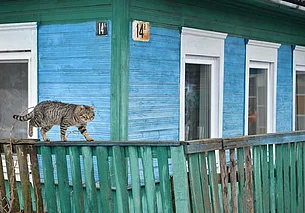 Котики нашего города. Атмосферная подборка фотографий, сделанных на улицах Бобруйска