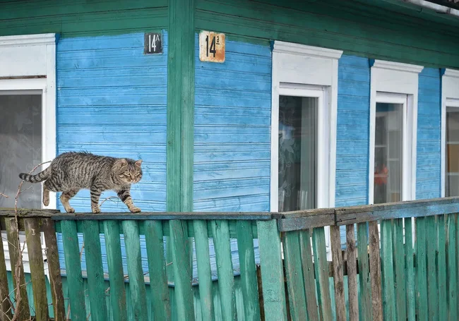 Котики нашего города. Атмосферная подборка фотографий, сделанных на улицах Бобруйска