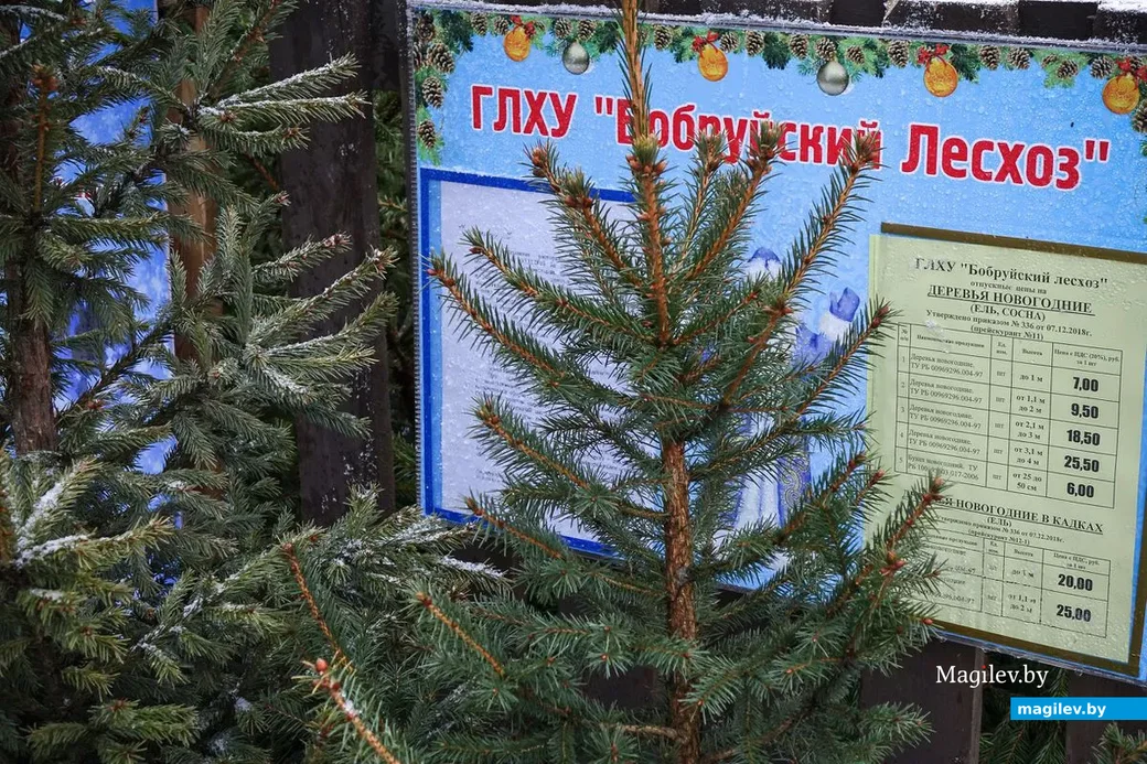 30.12.2018. Предновогодний ажиотаж на центральном рынке. Работники Бобруйского лесхоза продают