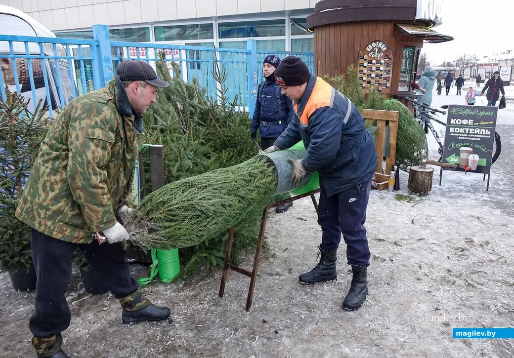 30.12.2018. Предновогодний ажиотаж на центральном рынке. Работники Бобруйского лесхоза продают