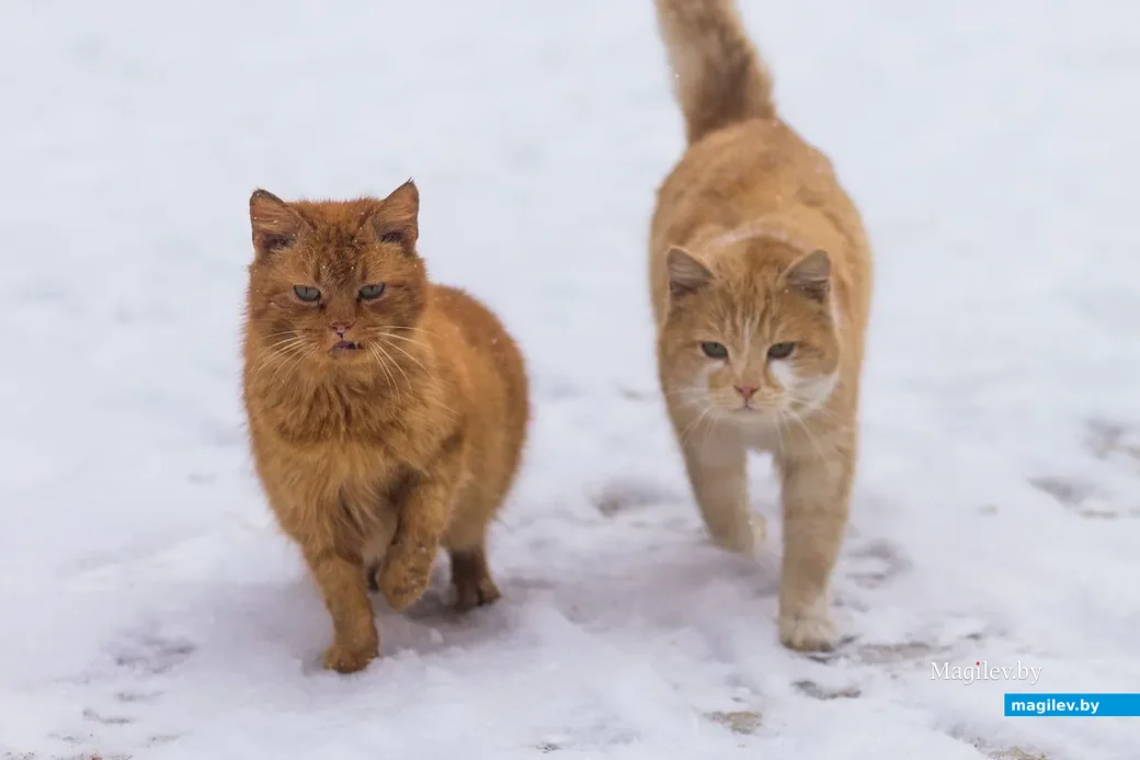 Коты в районе «Бойни»