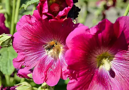 На конкурс по благоустройству парка Подниколье поступило более 30 заявок